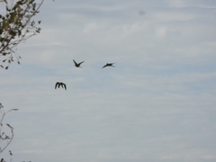 Thectocercus acuticaudatus