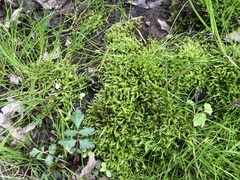 Brachythecium laetum