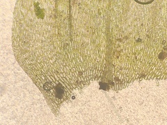 Brachythecium laetum