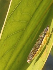 Proconiini
