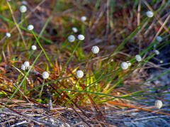 Paepalanthus beyrichianus, photograph James Rogers, CC BY, iNaturalist via GBIF