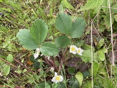 Fragaria virginiana glauca