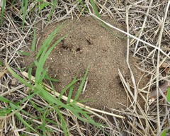 Forelius pruinosus