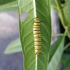 Danaus erippus