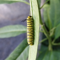 Danaus erippus