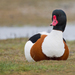Common Shelduck - Photo (c) Paul Cools, some rights reserved (CC BY-NC), uploaded by Paul Cools