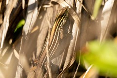 Kentropyx viridistriga