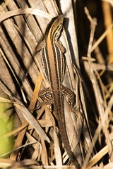 Kentropyx viridistriga