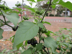 Solanum nigrum