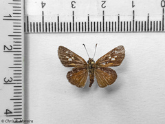 Cymaenes limae