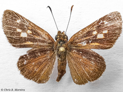 Cymaenes limae