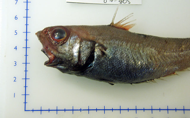 marlin-spike