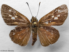 Cymaenes limae