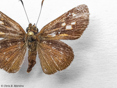 Cymaenes limae