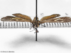 Cymaenes limae