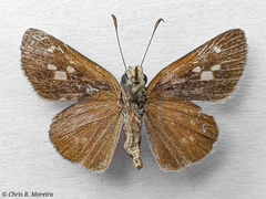 Cymaenes limae