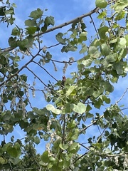 Haemorhous mexicanus