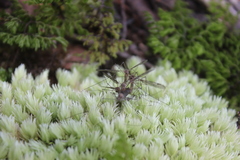 Leptotarsus cubitalis