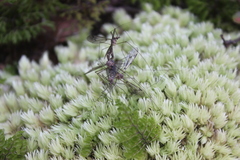 Leptotarsus cubitalis