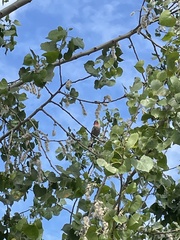 Haemorhous mexicanus