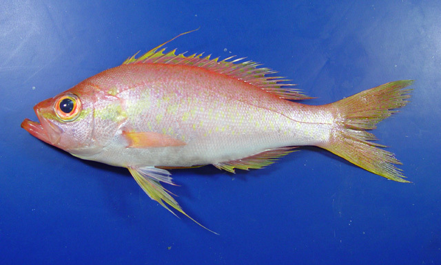 Longtail Bass