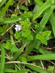 Clinopodium brownei