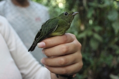 Cryptopipo holochlora