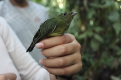 Cryptopipo holochlora