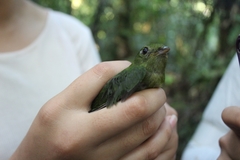 Cryptopipo holochlora