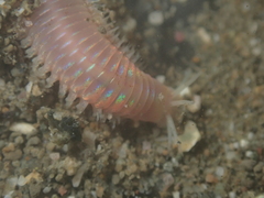 Marphysa