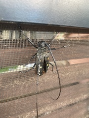 Batocera frenchi