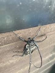 Batocera frenchi