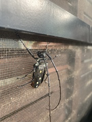Batocera frenchi