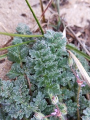 Erodium lebelii