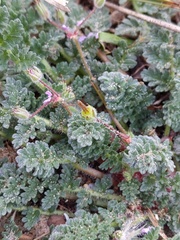 Erodium lebelii