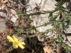 Fumana arabica