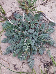 Erodium lebelii