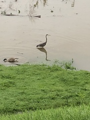 Ardea herodias