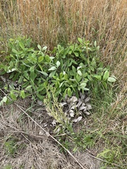 Baptisia cinerea