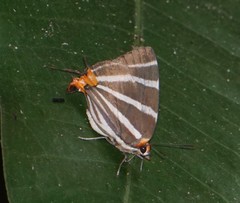 Panthiades bathildis