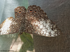 Hamadryas amphichloe