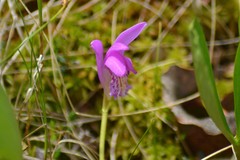 Arethusa bulbosa