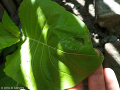 Rhectocraspeda periusalis
