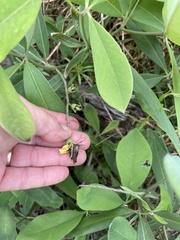 Baptisia cinerea