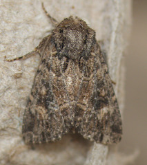 Aseptis binotata