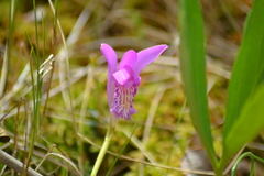 Arethusa bulbosa