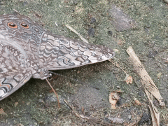 Hamadryas amphichloe