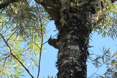 Dendrocolaptes platyrostris