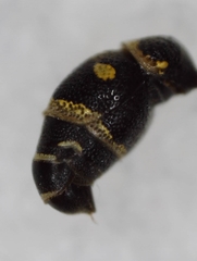 Parancistrocerus pensylvanicus