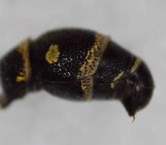 Parancistrocerus pensylvanicus